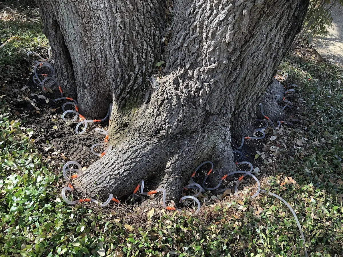 Detailed Tree Cabling and Bracing job site in East Northport