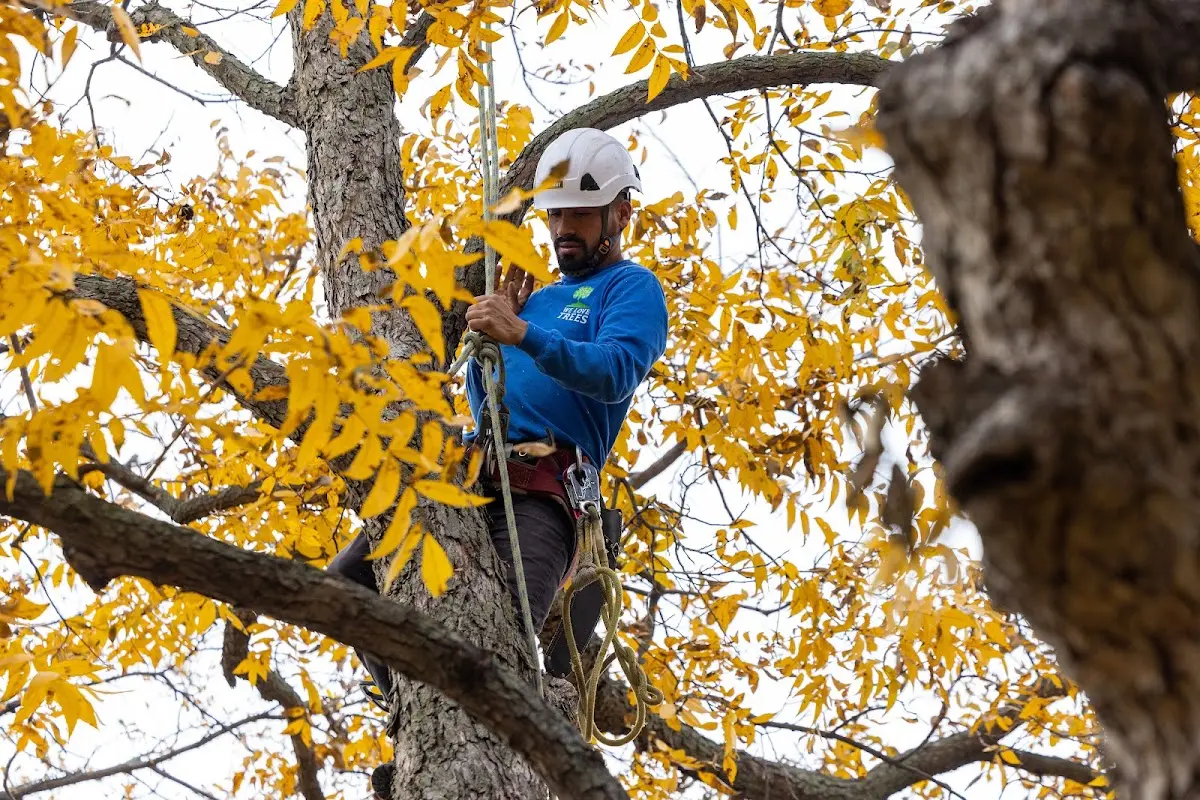 Skilled Tree Pruning crew working in East Northport